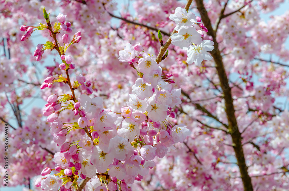Blooming pink cherry blossom trees