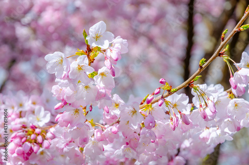 Blooming pink cherry blossom trees