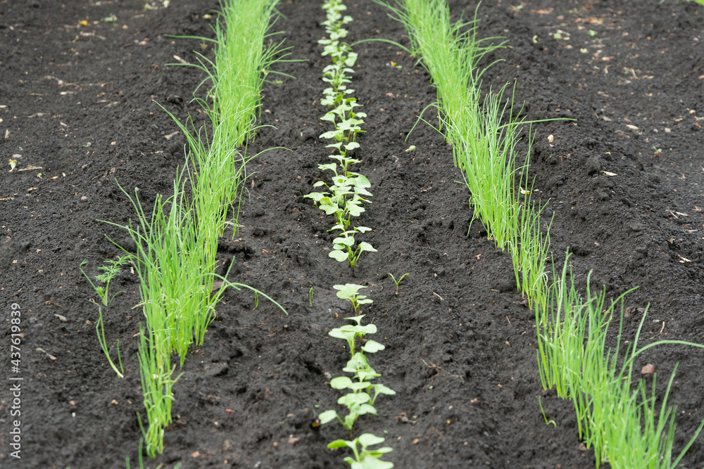Young greens of radishes and onions in the garden. Young greens of radishes and onions in the garden.