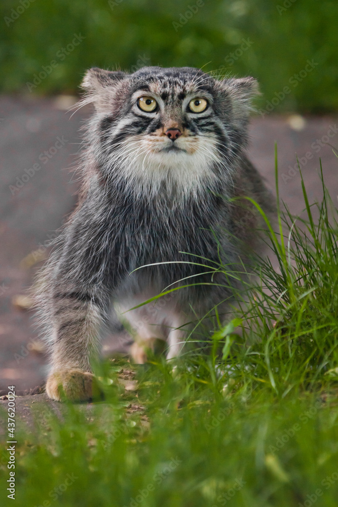 He looks puzzled. Wild fluffy cat Pallas' stern look in green grass. Full face full body