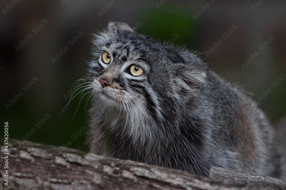 Fototapeta premium close look of Pallas's cat sitting on a tree, wild cat. Close-up.