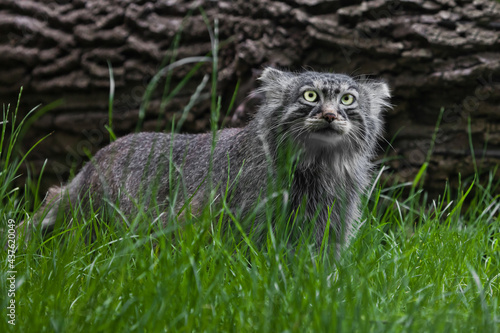 Pallas cat or Pallas cat on a background of grass and wood.