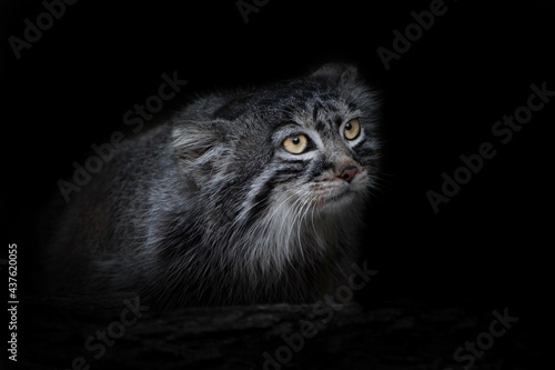 Photography Ferociously curious look of yellow glowing eyes of wild cat manul from darkness,  Close-up