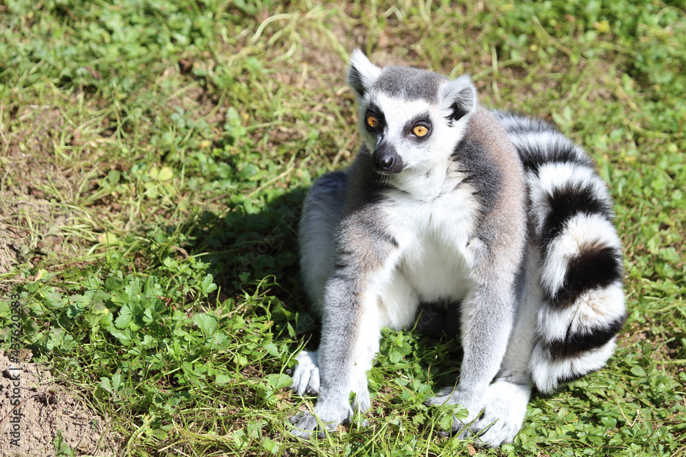 Katta / Ring-tailed lemur / Lemur catta
