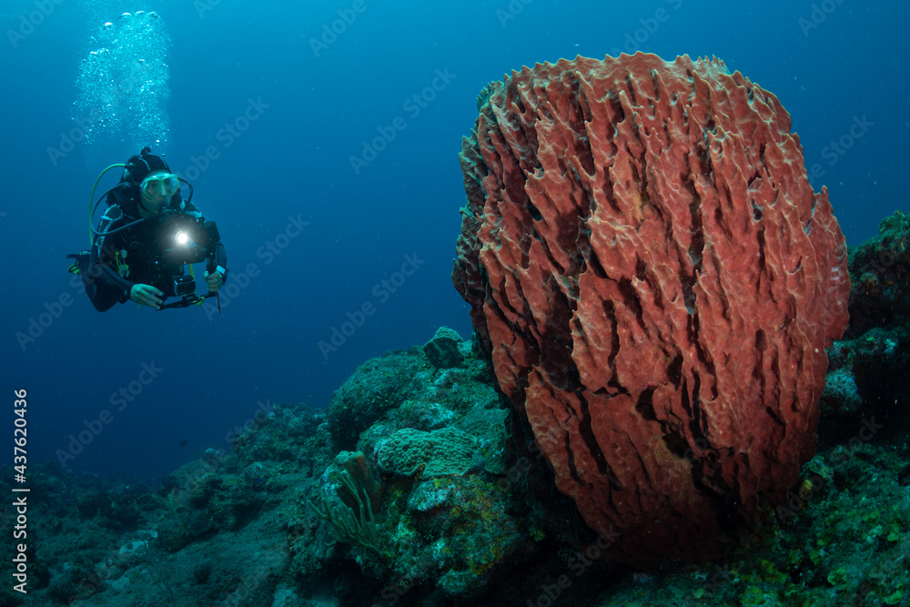 Φωτογραφία Woman scuba diving on the reef off the Dutch Caribbean island of Saba