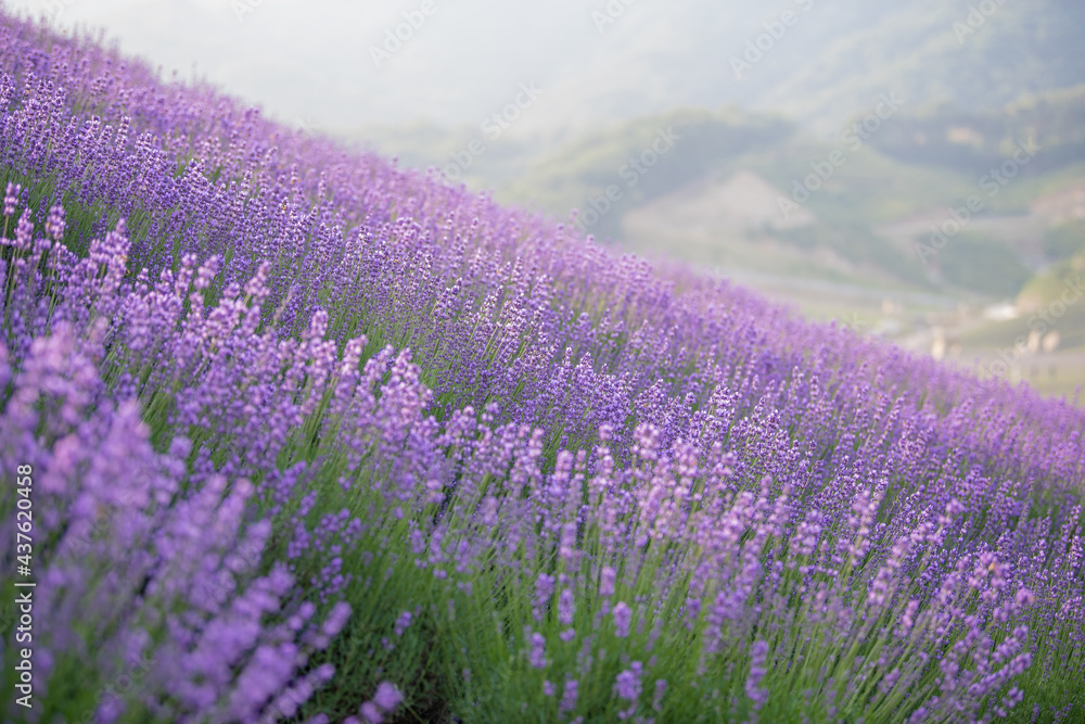 Beautiful landscape with lavender flowers blooming
