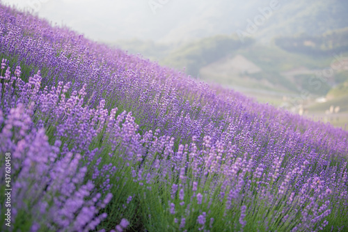 Beautiful landscape with lavender flowers blooming 
