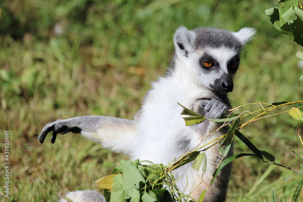 Obraz premium Katta / Ring-tailed lemur / Lemur catta