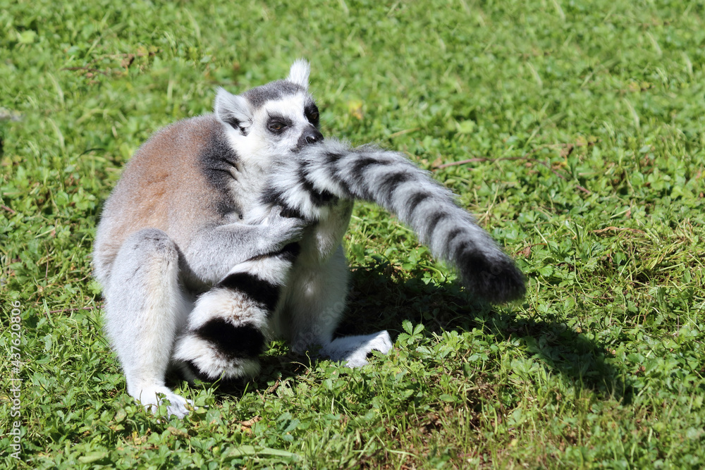 Fototapeta premium Katta / Ring-tailed lemur / Lemur catta