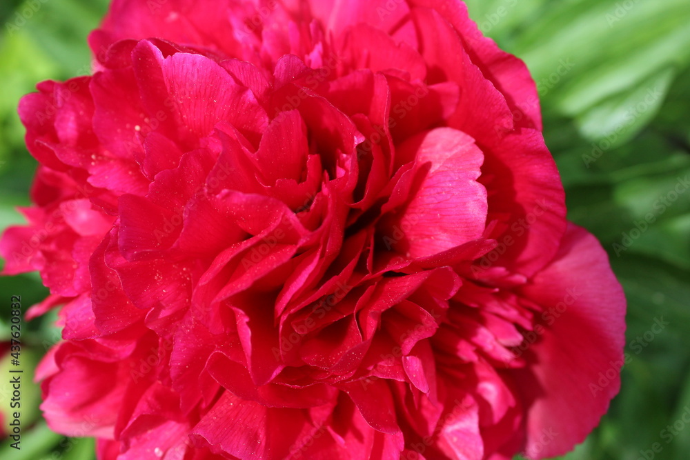 Peon flower burgundy close-up. Blossoming, spring, floral festive background. Valentine's Day and International Women's Day. postcard Peon flower burgundy close-up. Blossoming, spring, floral festive background. Valentine's Day and International Women's Day. postcard