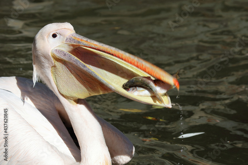 Rosapelikan / White pelican / Pelecanus onocrotalus...