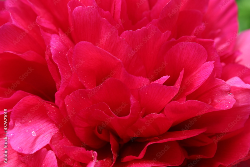 Peon flower burgundy close-up. Blossoming, spring, floral festive background. Valentine's Day and International Women's Day. postcard