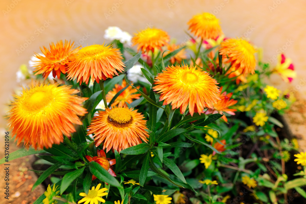 Xerochrysum bracteatum, yellow and orange flowers, beautiful dried flower plant for compositions, decorative gardening concept, beauty of nature Xerochrysum bracteatum, yellow and orange flowers, beautiful dried flower plant for compositions, decorative gardening concept, beauty of nature