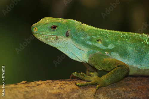 Gebänderter Fidschileguan / Fiji banded iguana or Lau banded iguana / Brachylophus fasciatus