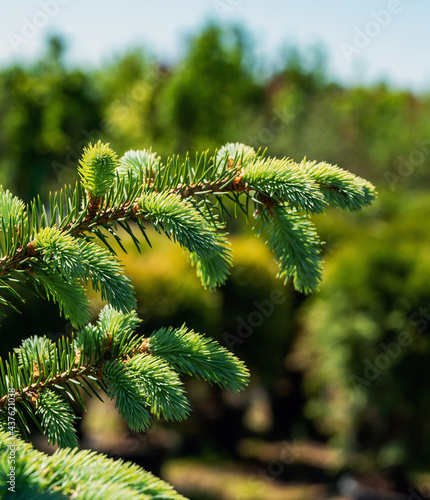 Photography Amazing Light green needles of pine ( conuiferous tree)
in one of plant nursery