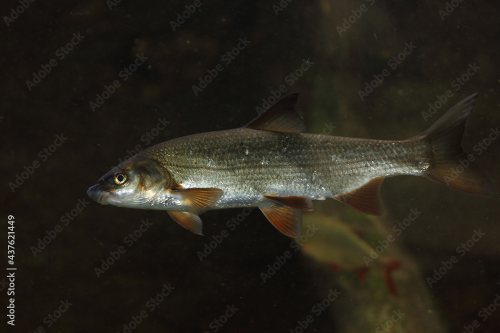 Rotfeder oder Unechtes Rotauge / Common rudd / Scardinius erythophthalmus Rotfeder oder Unechtes Rotauge / Common rudd / Scardinius erythophthalmus