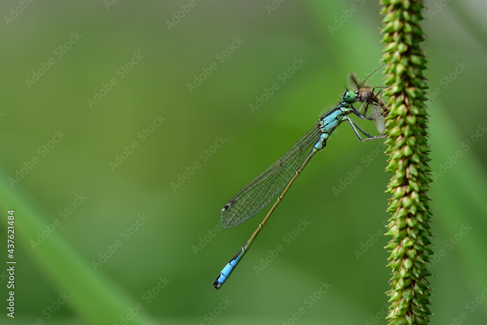 Close up of a small blue dragonfly hanging on a plant and devouring a captured small animal Close up of a small blue dragonfly hanging on a plant and devouring a captured small animal