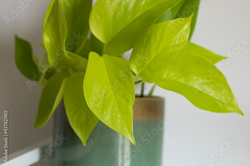 Philodendron scandens 'Lemon Lime'. Beautiful indoor plant. photo
