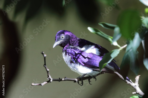 Bilde på lerret Amethystglanzstar / Violet-backed starling / Cinnyricinclus leucogaster