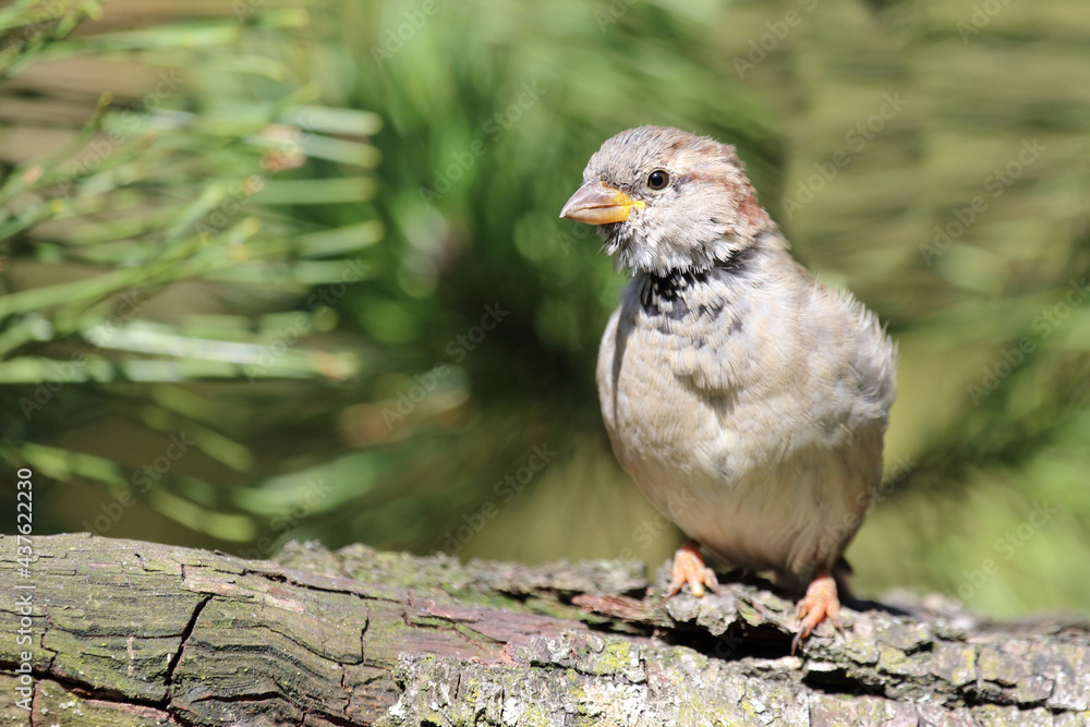 Hausspatz / House sparrow / Passer domesticus Hausspatz / House sparrow / Passer domesticus