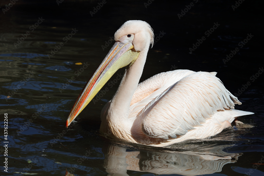 Rosapelikan / White pelican / Pelecanus onocrotalus. Rosapelikan / White pelican / Pelecanus onocrotalus.