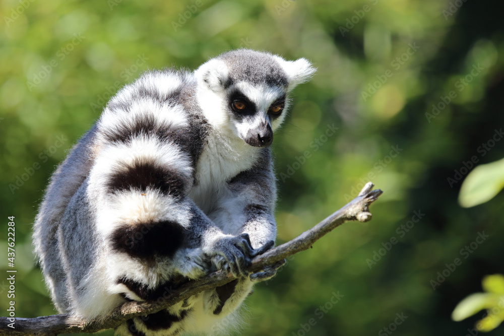Obraz premium Katta / Ring-tailed Lemur / Lemur catta
