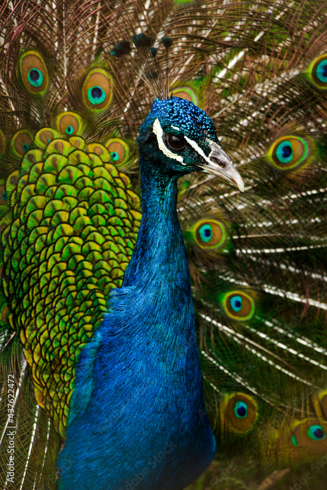 Obraz premium Pavo Real