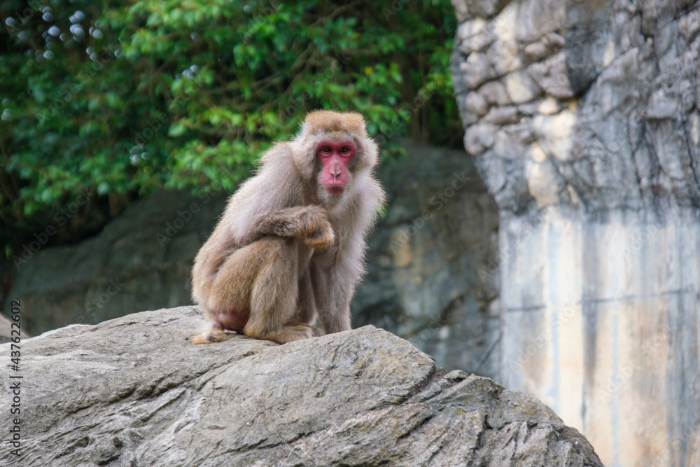 横浜動物園ズーラシアのニホンザル