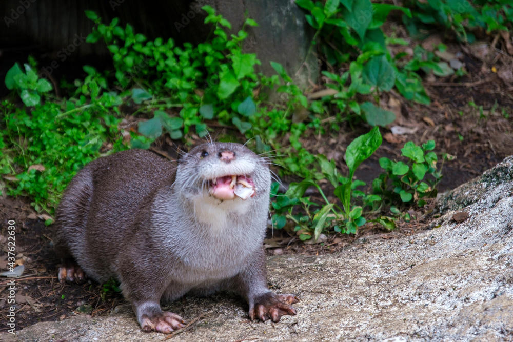 横浜動物園ズーラシアのユーラシアカワウソ