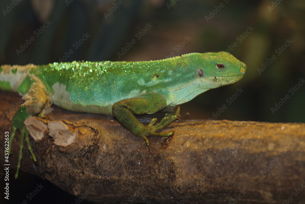Gebänderter Fidschileguan / Fiji banded iguana or Lau banded iguana / Brachylophus fasciatus