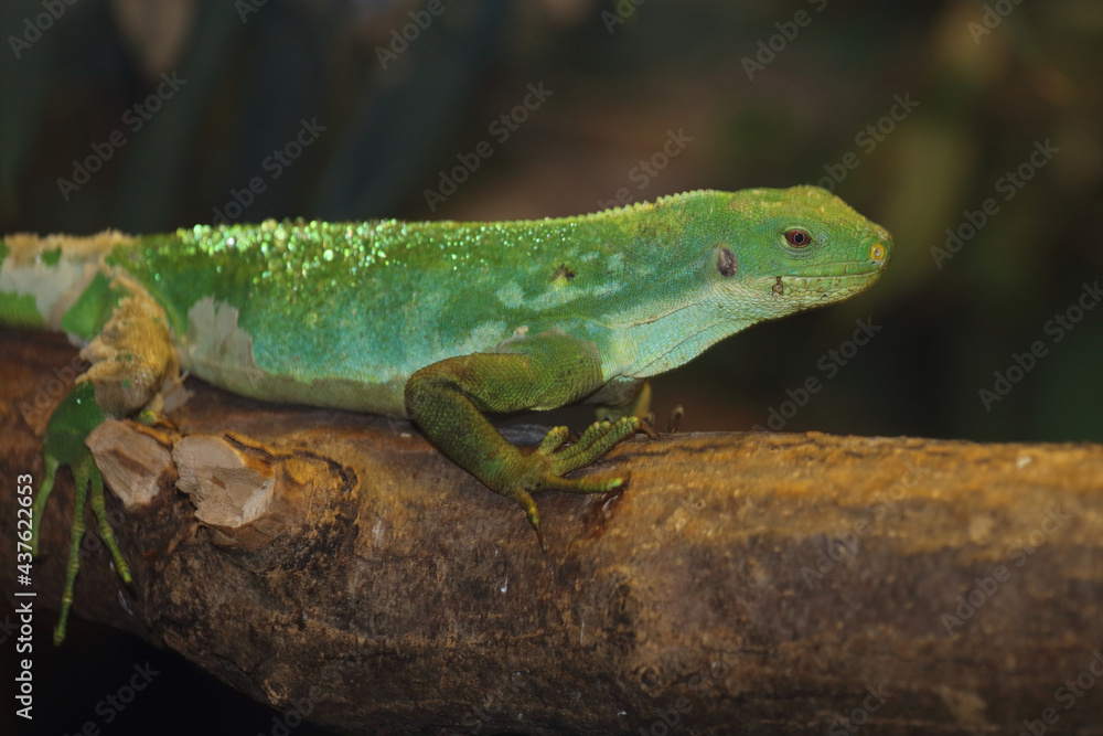 Gebänderter Fidschileguan / Fiji banded iguana or Lau banded iguana / Brachylophus fasciatus Gebänderter Fidschileguan / Fiji banded iguana or Lau banded iguana / Brachylophus fasciatus