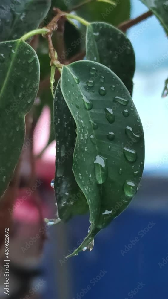 Video que muestra gotas de agua caen en una hoja verde después de una intensa lluvia  