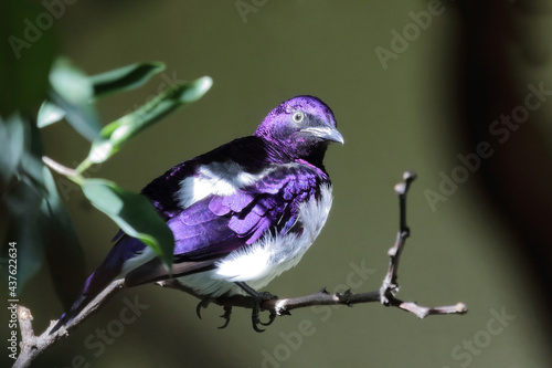 Amethystglanzstar / Violet-backed starling / Cinnyricinclus leucogaster photo