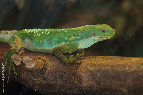 Geb  nderter Fidschileguan   Fiji banded iguana or Lau banded iguana   Brachylophus fasciatus