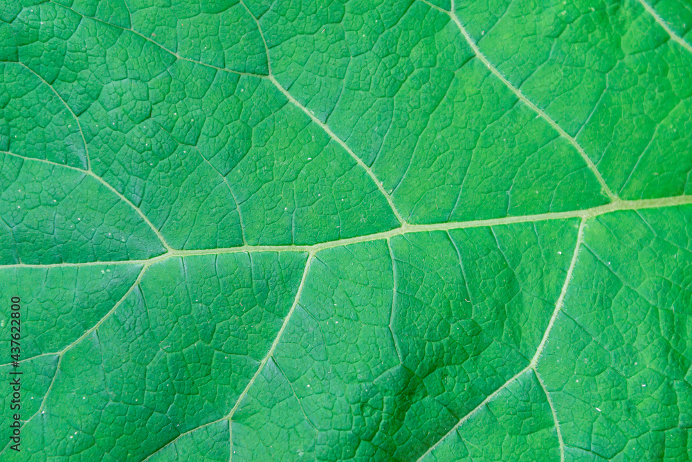 Fototapeta Liść łopianu jest zielony, zbliżenie, zbliżenie.