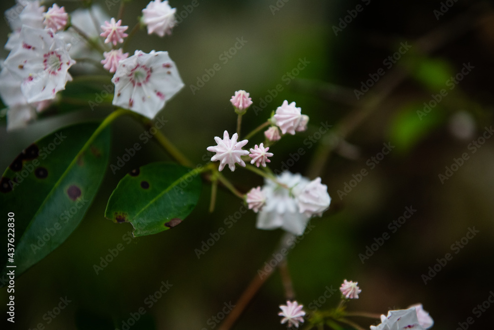 Mountain Laurel buds start to bloom along a hiking path. Mountain Laurel buds start to bloom along a hiking path.