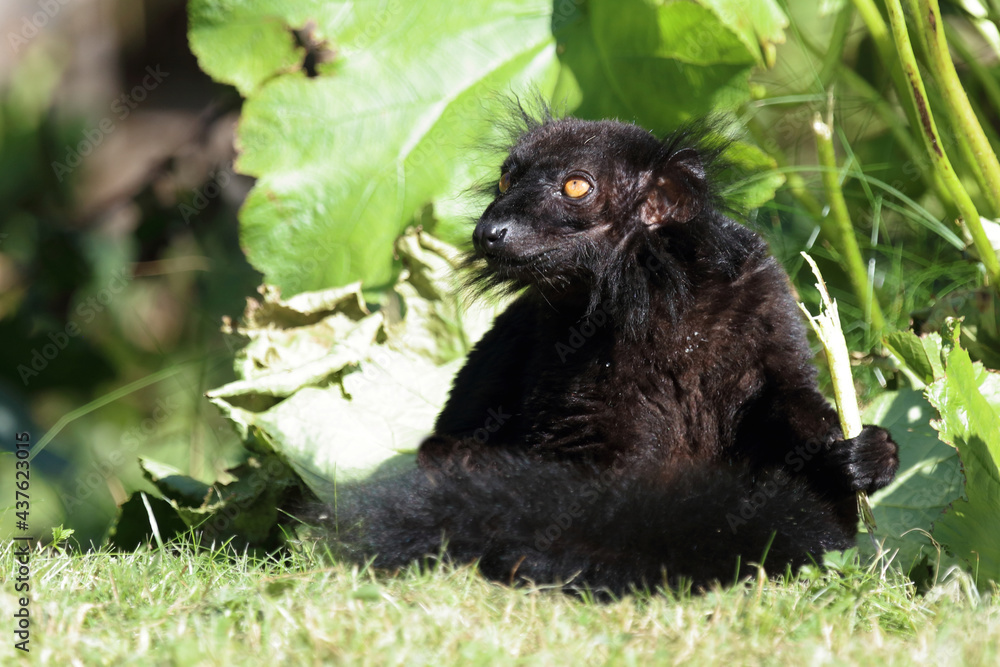 Obraz premium Mohrenmaki / Black lemur / Eulemur macaco.