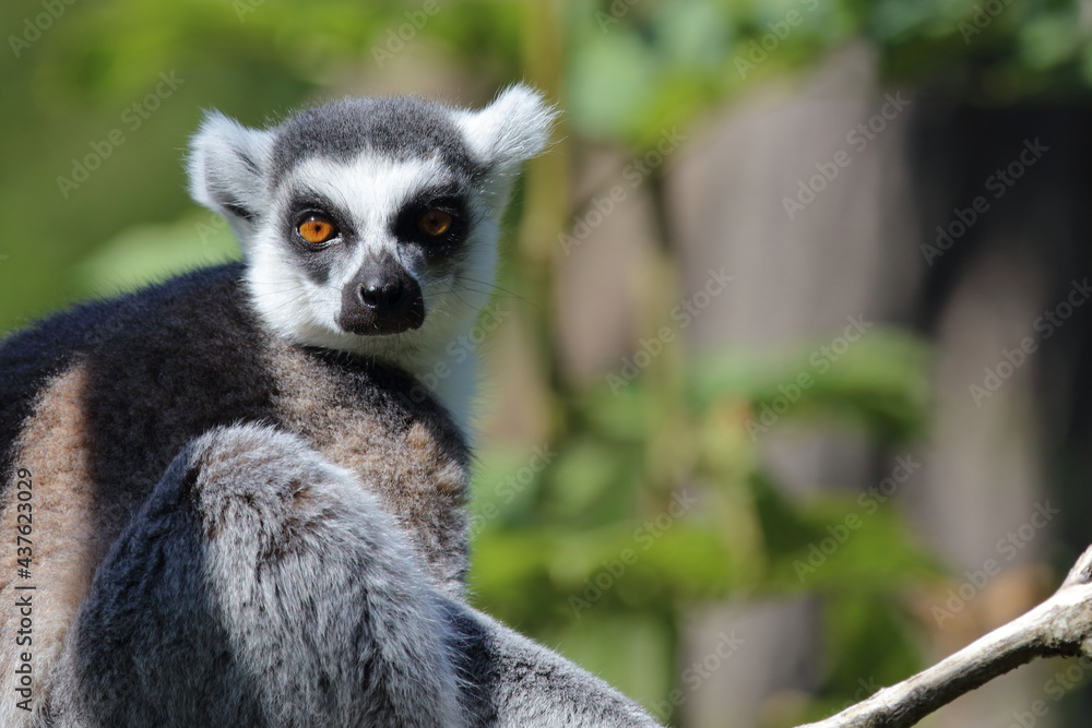 Fototapeta premium Katta / Ring-tailed Lemur / Lemur catta