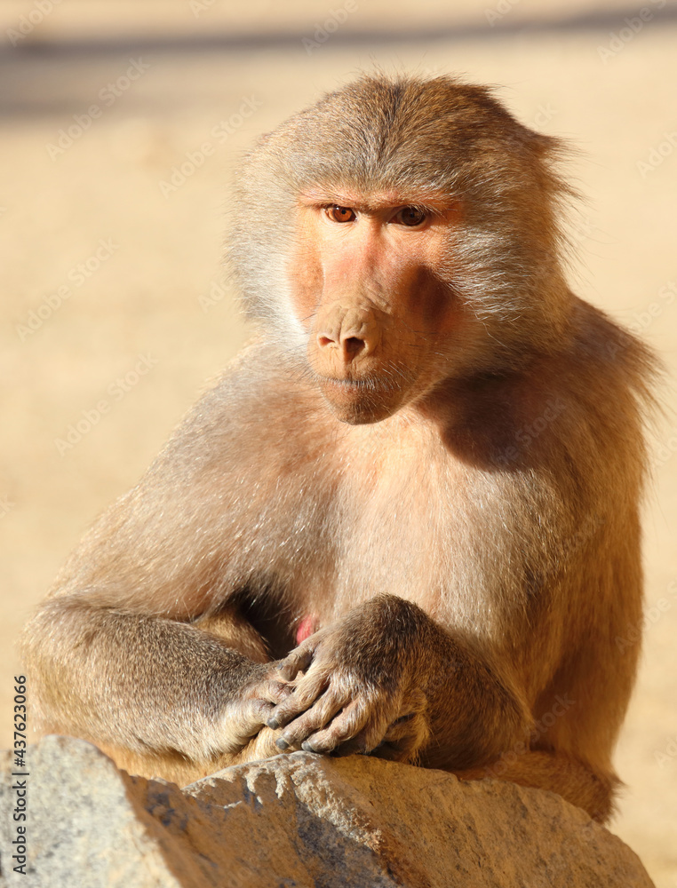 Mantelpavian / Hamadryas baboon / Papio hamadryas. Mantelpavian / Hamadryas baboon / Papio hamadryas.