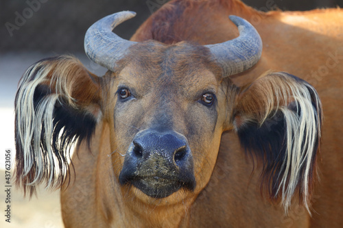 Rotbüffel / African forest buffalo / Syncerus caffer nanus photo