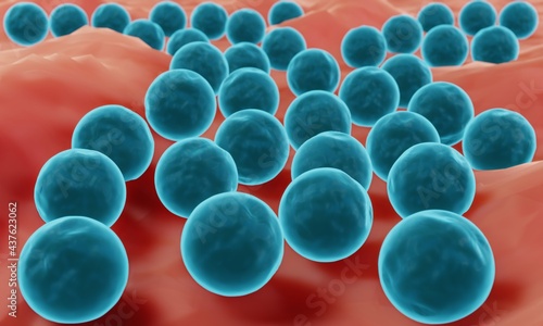 Staphylococcus bacteria on surface such as mucosa or skin photo