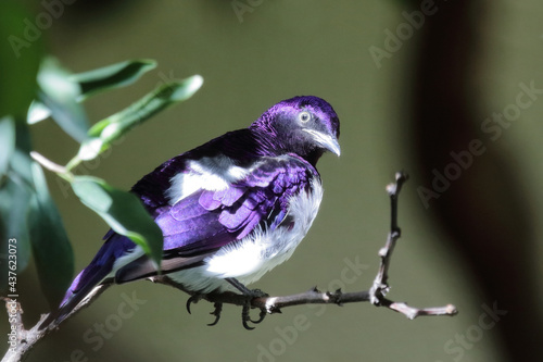 Amethystglanzstar / Violet-backed starling / Cinnyricinclus leucogaster photo