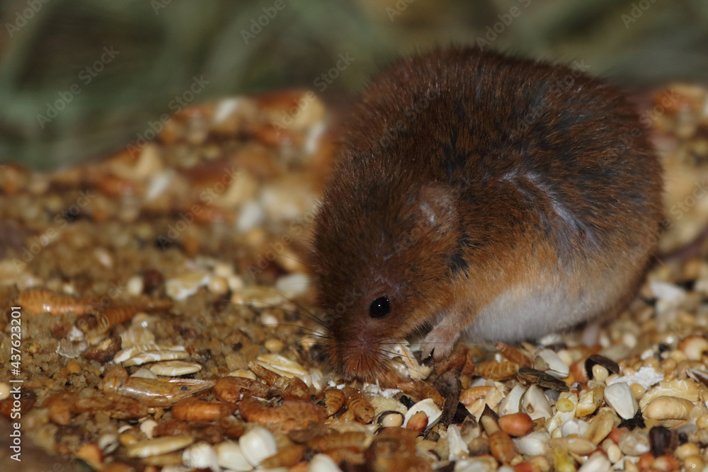 Eurasische Zwergmaus / Eurasian harvest mouse / Micromys minutus Eurasische Zwergmaus / Eurasian harvest mouse / Micromys minutus
