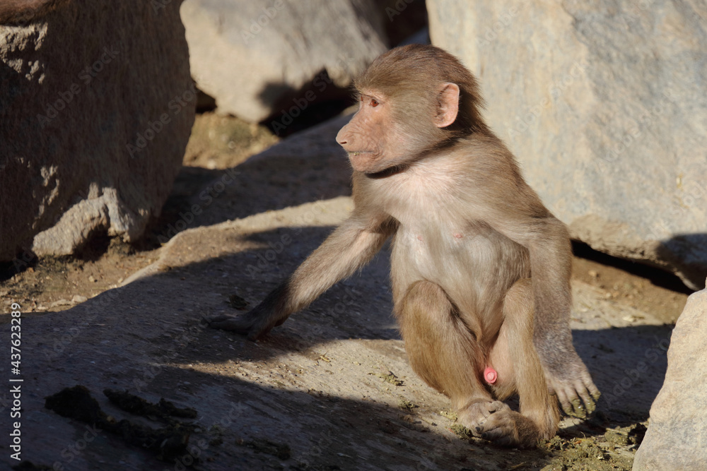 Mantelpavian / Hamadryas baboon / Papio hamadryas.. Mantelpavian / Hamadryas baboon / Papio hamadryas..