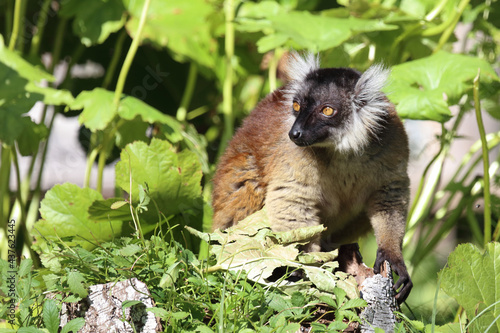Vászonkép Mohrenmaki / Black lemur / Eulemur macaco