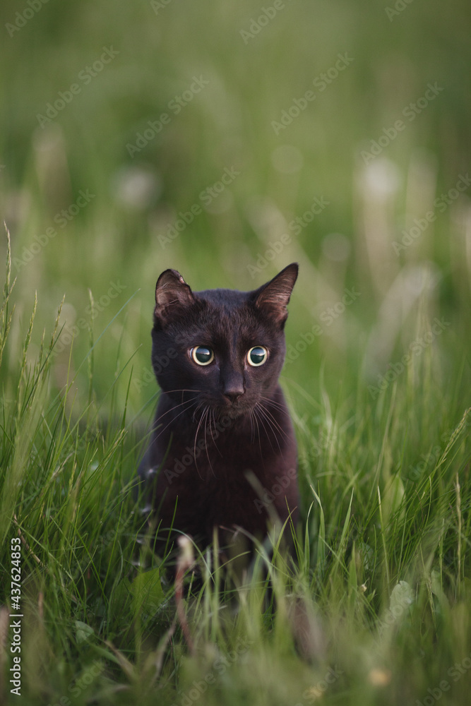 A black cat walks in the grass.