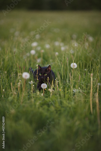 A black cat walks in the grass. © vov8000