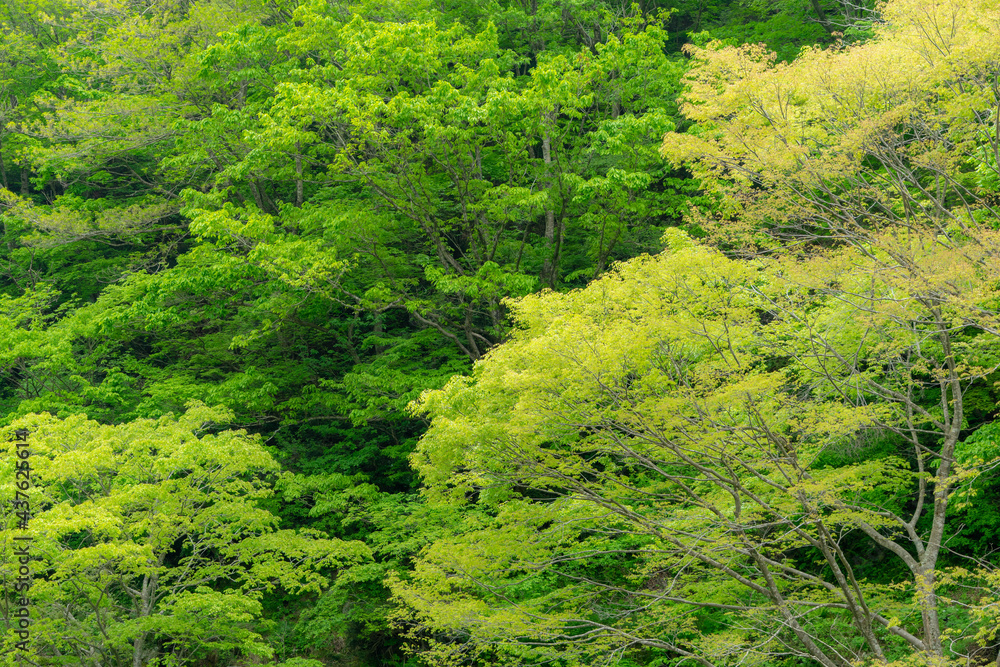 Obraz premium 新緑