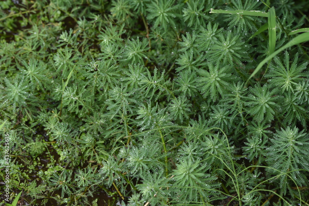 Parrot Feather Watermilfoli in the pond. Haloragaceae perennial emergent plant.