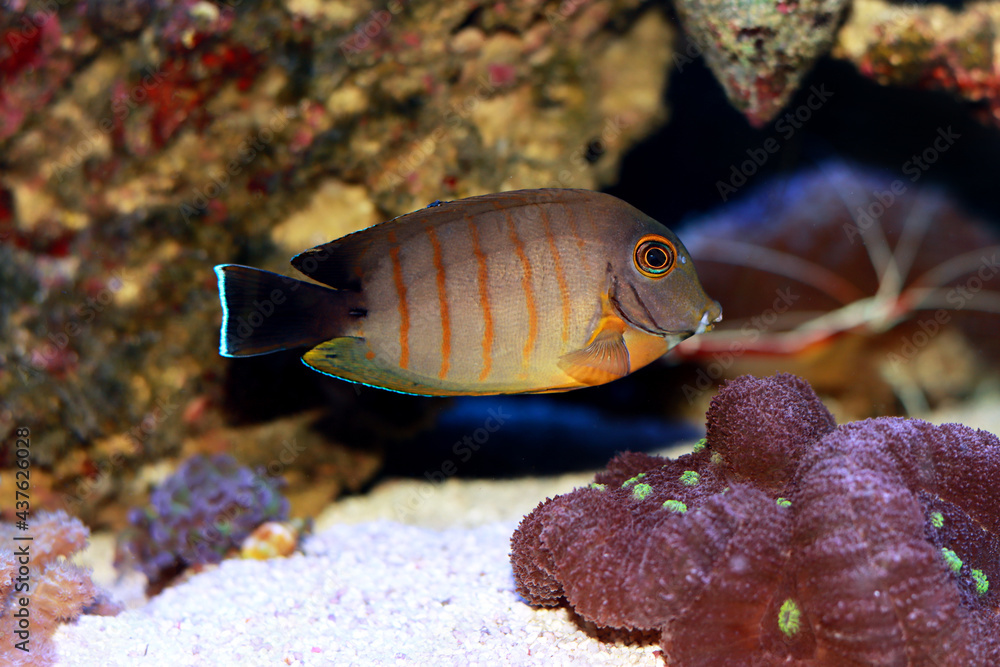 Mimic Eibli Tang - (Acanthurus tristis) Mimic Eibli Tang - (Acanthurus tristis)